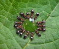 Aillevillers Insect  photo