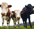 Aillevillers Cow photo