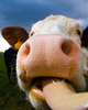 Aillevillers Cow photo