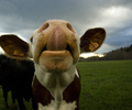 Aillevillers Cow photo