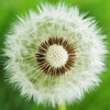 Aillevillers Dandelion photo