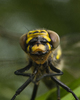 Aillevillers Dragonfly photo