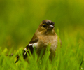Aillevillers Finch photo