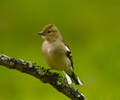 Aillevillers Finch photo