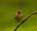 Aillevillers Finch photo