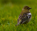 Aillevillers Finch photo