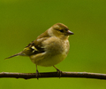 Aillevillers Finch photo