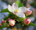 Aillevillers Flower photo