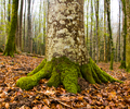 Aillevillers Forest photo