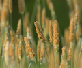 Aillevillers Grass photo