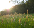 Grass #305 - Grass photo from  Aillevillers France
