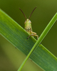 Aillevillers Grasshopper photo