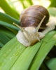 Aillevillers Snail photo