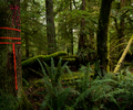 Cortes Island's Endangered Forests  Old-growth forests on Cortes Island under the threat of clear-cut logging.