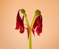 Amaryllis - Phase 3 - Amaryllis photo 