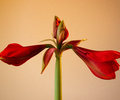 Amaryllis - Phase 1 - Amaryllis photo 