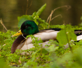 Amsterdam Duck photo