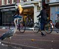 Amsterdam Gray Heron photo