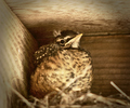 Cortes Island Baby Bird photo