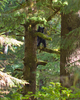Bond Sound Bear photo
