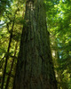 Cathedral Grove Old Growth Forest photo