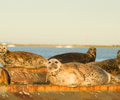 Comox Seal photo
