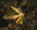 Cortes Island Plant  photo