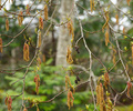 Early Spring Alder Catkins I - Alder photo from  Cortes Island British Columbia, Canada