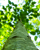Cortes Island Alder Tree photo