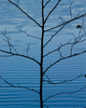 Cortes Island Alder Tree photo