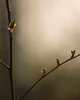 Cortes Island Alder Tree photo
