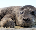 Cortes Island Baby Animal photo