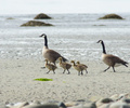 Cortes Island Baby Animal photo