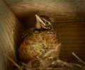 Cortes Island Baby Bird photo