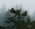 Cortes Island Bald Eagle photo
