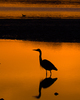 Cortes Island Blue Heron photo