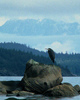 Cortes Island Blue Heron photo