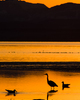 Cortes Island Blue Heron photo