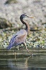 Cortes Island Blue Heron photo