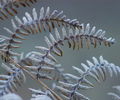 Cortes Island Bracken photo