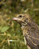 Cortes Island Cowbird photo
