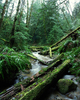 Cortes Island Creek photo