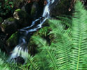 Cortes Island Creek photo
