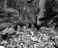 Cortes Island Crow photo