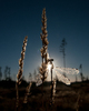 Cortes Island Damselfly photo