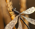 Cortes Island Damselfly photo