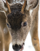 Cortes Island Deer photo