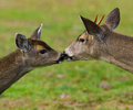 Cortes Island Deer photo