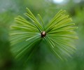 Cortes Island Fir Tree photo