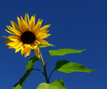 Cortes Island Flower photo